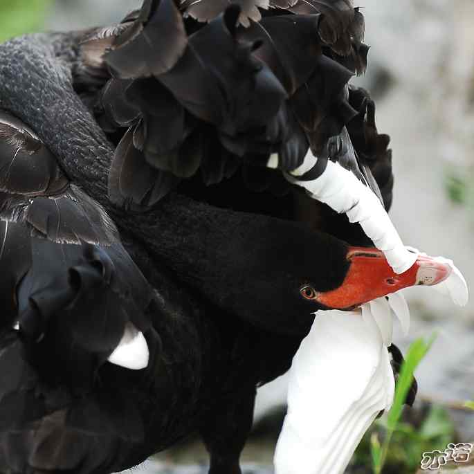 圆明园&nbsp;wbr路&nbsp;wbr黑天鹅梳羽