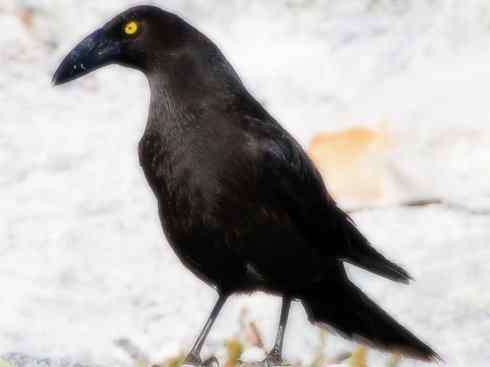 雀鸟也彪悍：战斗机（黑背钟鹊）