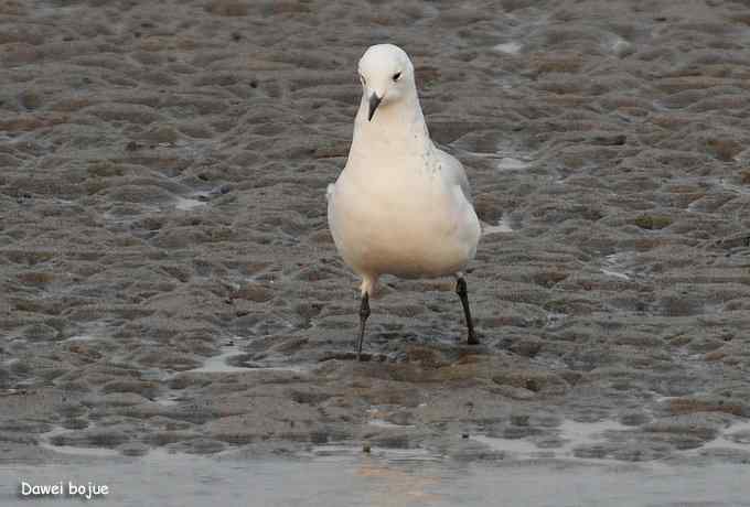 一级珍鸟：遗鸥