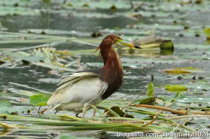 池鹭荷塘走秀(圆明园)*