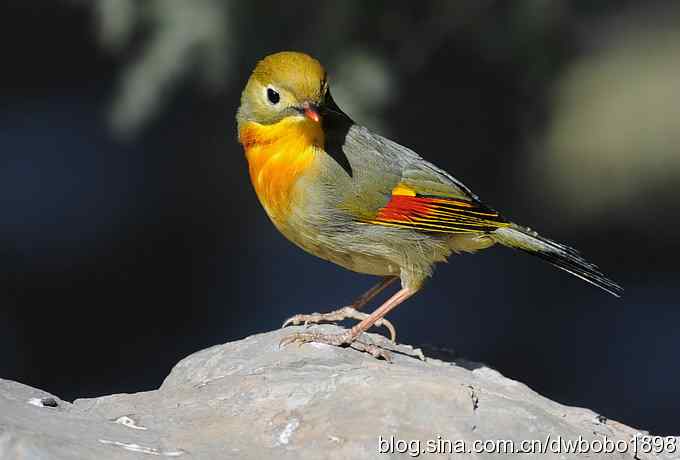 相思趣拍 贺三八国际妇女节