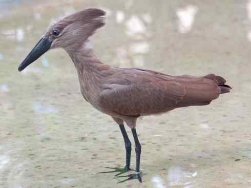 绝色攀禽:戴胜与林戴胜2 绝色攀禽:戴胜与林戴胜2