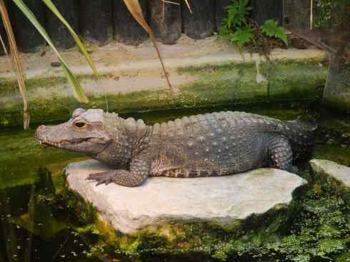 龙：传说的兽原型探秘（鳄类）