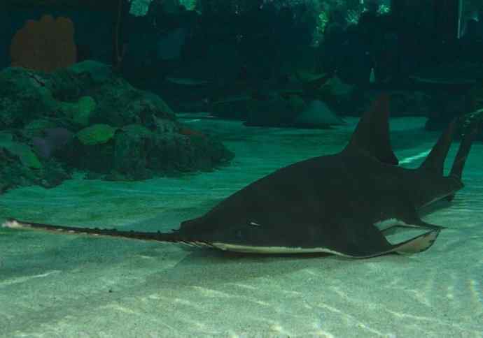 鱼类活化石:锯鳐 鱼类活化石:锯鳐