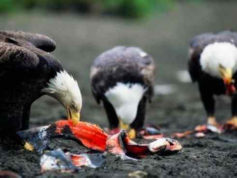 白头鸟系列:另类的美丽(白头海雕) 白头鸟系列:另类的美丽(白头海雕)