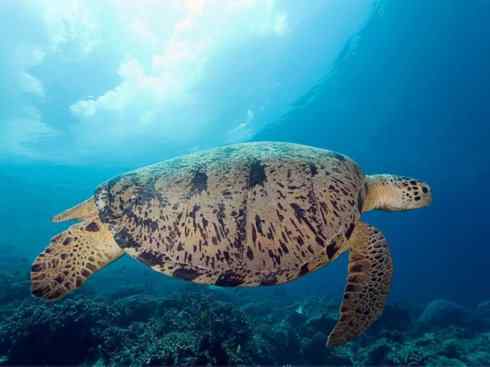 玄武：传说的兽原型探秘（侧颈龟类）