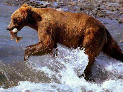 自然奇观：动物大迁徙(大马哈鱼)