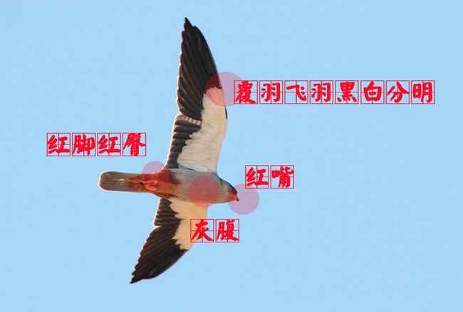 猛禽大全——中国东部地区27种迁徙类猛禽辨识