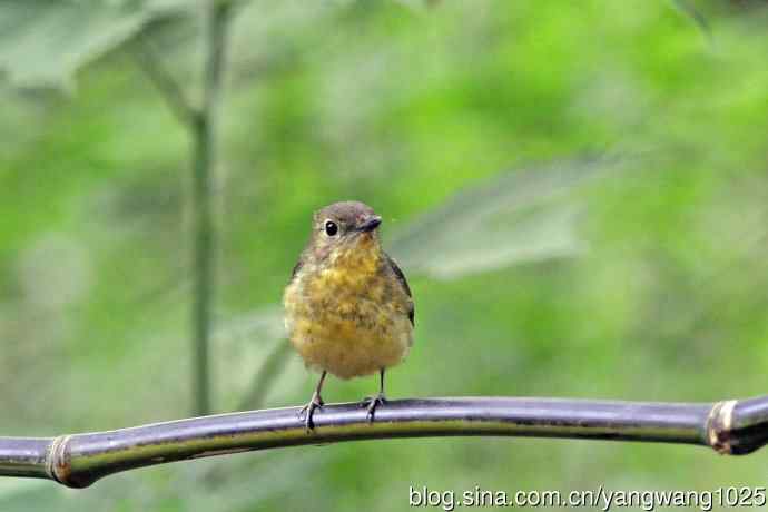 雌性绿背姬鶲（14）