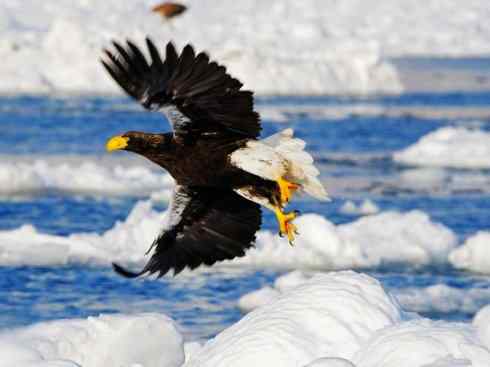 白头鸟系列:另类的美丽(白头海雕) 白头鸟系列:另类的美丽(白头海雕)