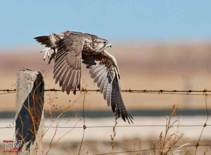 达里湖&nbsp;wbr路&nbsp;wbr猎隼