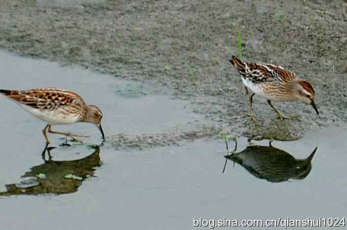 小鸟觅食.翠明湖