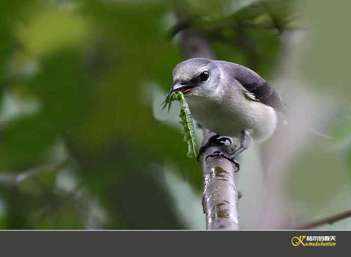 拍鈥溁疑浇纺疋澕侨ぁ菊掌