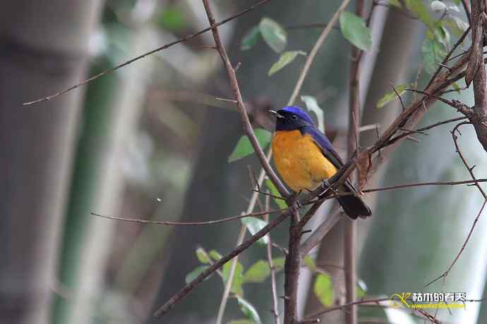 棕腹大仙鹟GG、MM