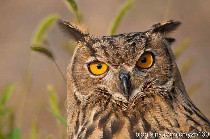 终于拍到大雕神猫了鈥斺敱贝骱有菁俚谒摹⑽逄欤ㄗ橥迹18张图片）