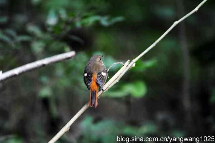 雌性北红尾鸲（2）