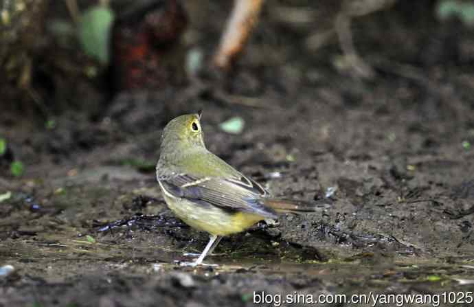 雌性绿背姬鹟（9）