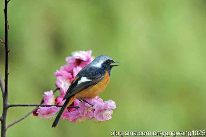 雄性北红尾鸲（25）