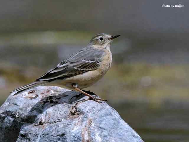房山十渡(苍鹭水鹨白鹡鸰)