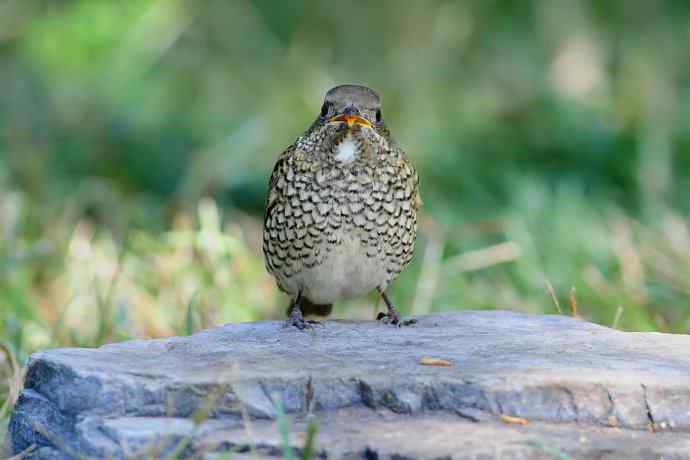 【新鸟】白喉矶鸫（雌）