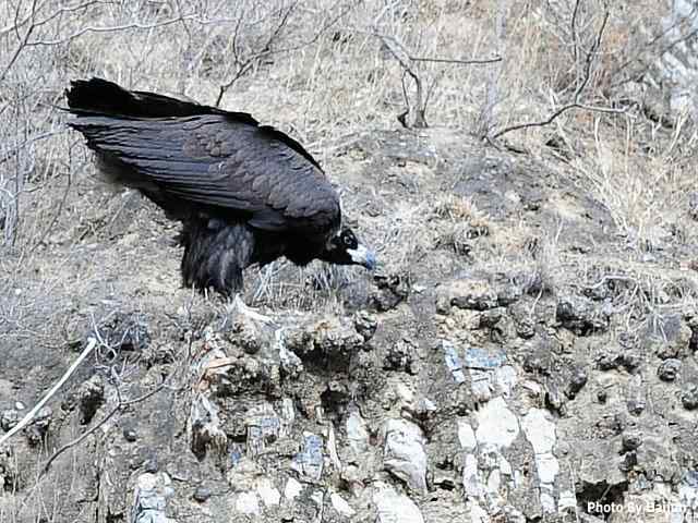 峡谷中 wbr. wbr沐浴阳光的秃鹫