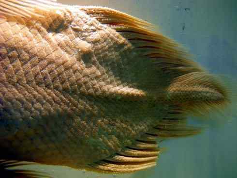 鱼类活化石：矛尾鱼