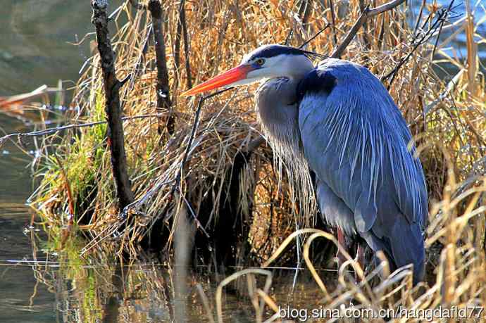 大蓝鹭(5) 大蓝鹭(5)