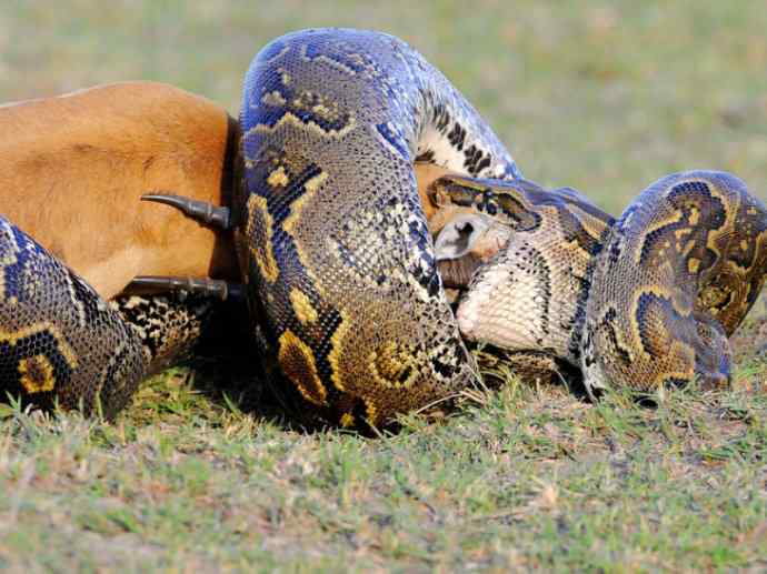 犬科：薮犬亚科非洲野犬属之非洲野犬