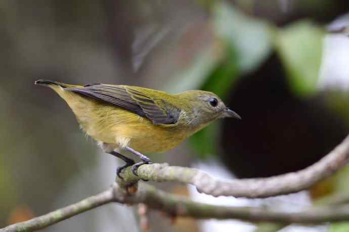 【树上一个小妹妹 wbr谁家啄花这样俏】