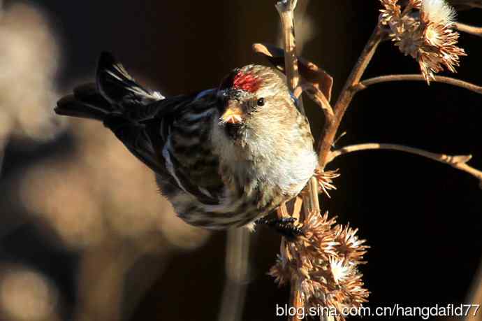 白腰朱顶雀(1) 白腰朱顶雀(1)