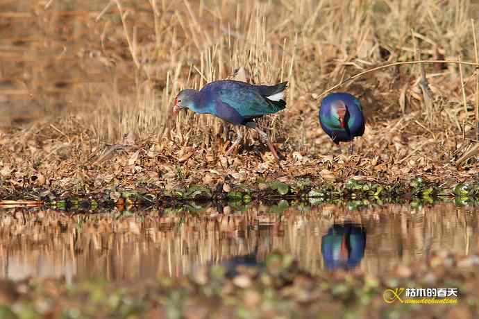 云南拍鸟：紫水鸡