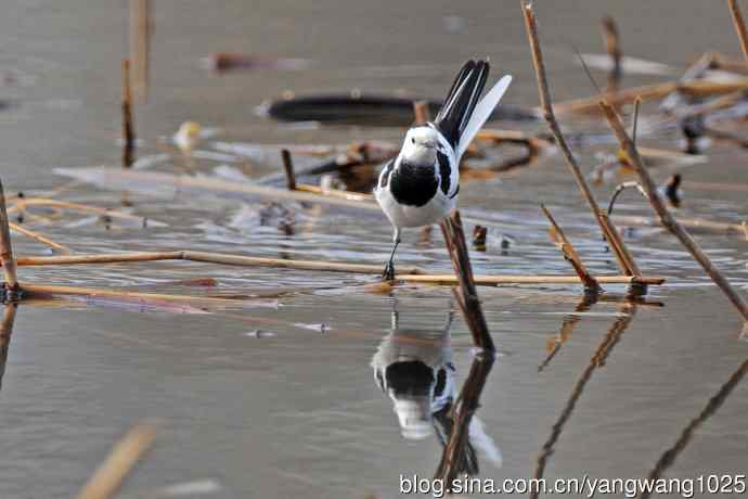 白鹡鸰（2）