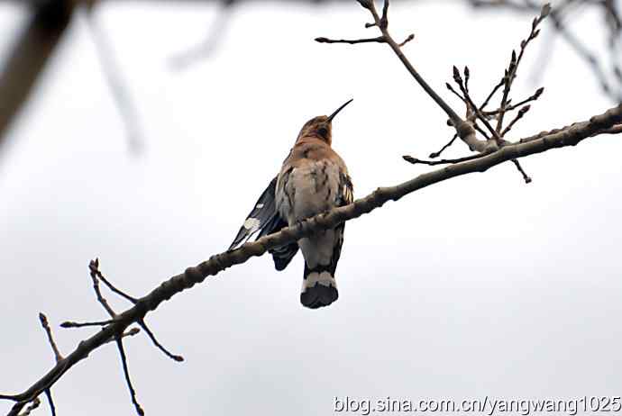 随走随拍（自在悠闲的戴胜）