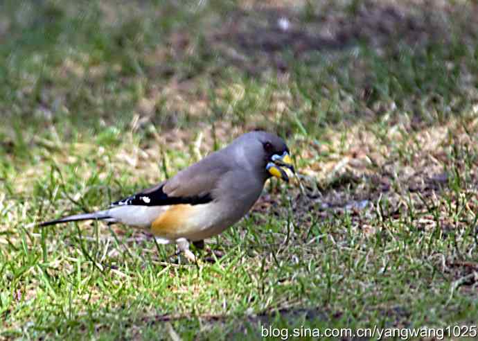 黑尾蜡嘴雀 黑尾蜡嘴雀