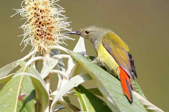 因太阳而更加美丽，因红尾而呈上吉祥