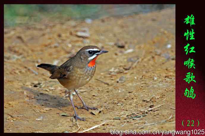 雄性红喉歌鸲（22）