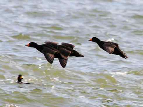 雁鸭之最之八（海番鸭、琵嘴鸭、绿翅鸭、鹊鸭）