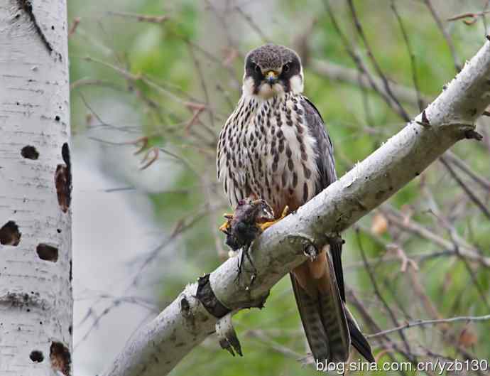小型猛禽鈥斺斞圉溃ㄗ橥迹6张图片）