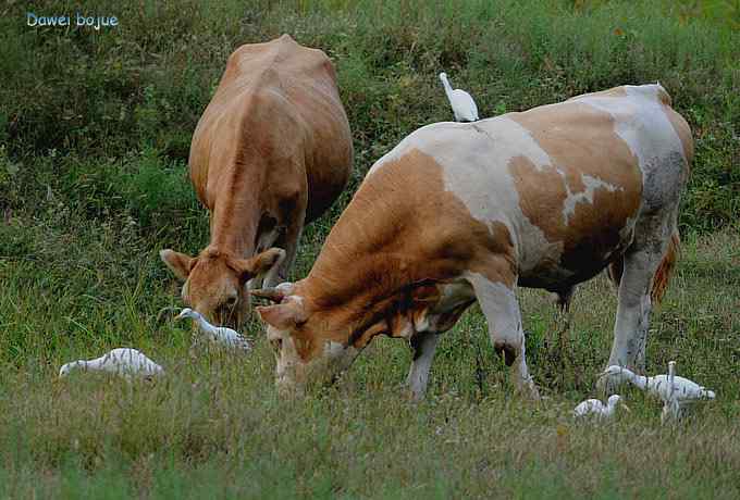 牛鹭两相伴 wbr景鸟一镜收 牛鹭两相伴 wbr景鸟一镜收