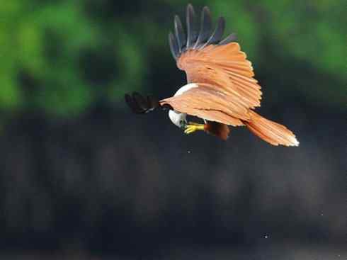 白头鸟系列：另类的美丽12