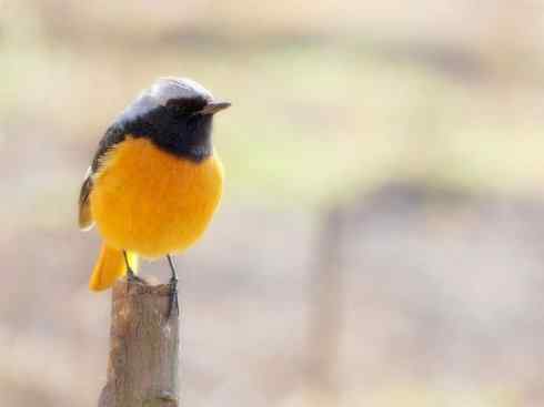 家禽驯化之源之二十七