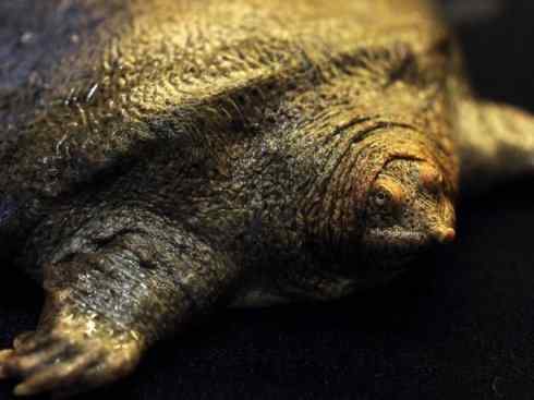 玄武:传说的兽原型探秘(鳖) 玄武:传说的兽原型探秘(鳖)