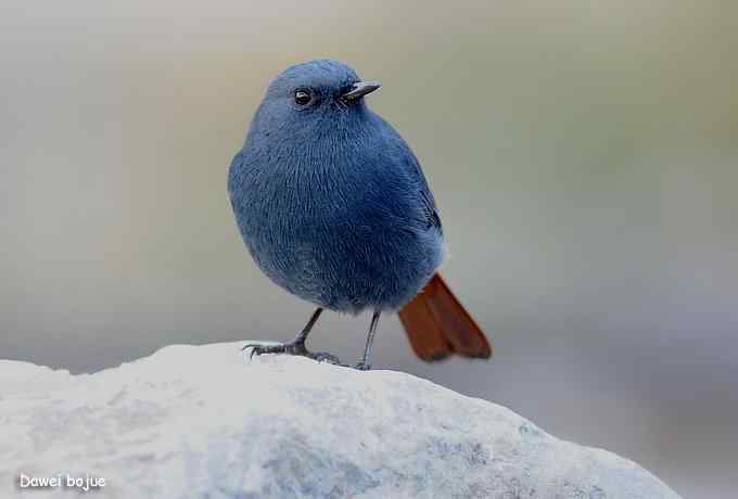 十渡几只鸟 十渡几只鸟