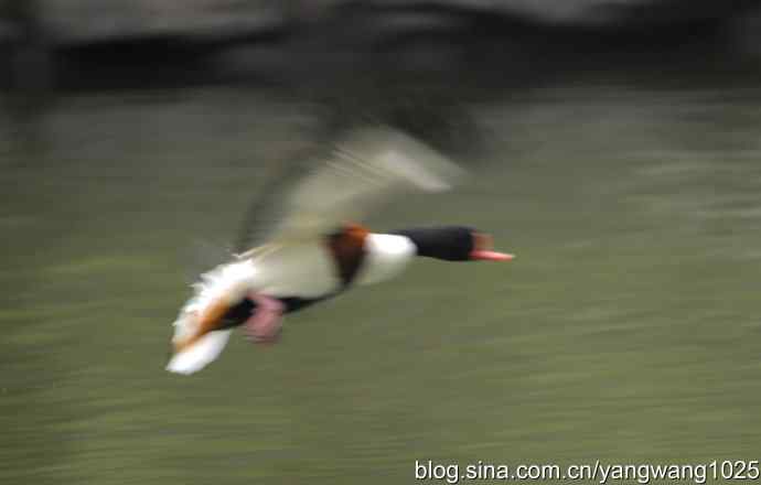雨前、雾中拍水禽（十月十日杂片纪实）