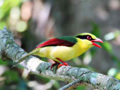 美丽无罪：雀鸟之绿鹊