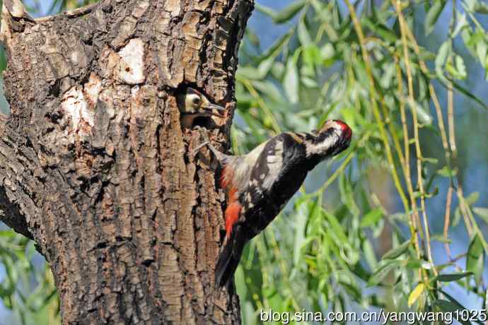 父子情深的大斑啄木鸟（2）