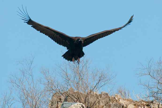 新拍座山雕☆☆ 新拍座山雕☆☆