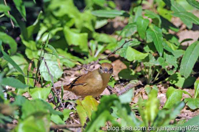 厚嘴苇莺(1) 厚嘴苇莺(1)