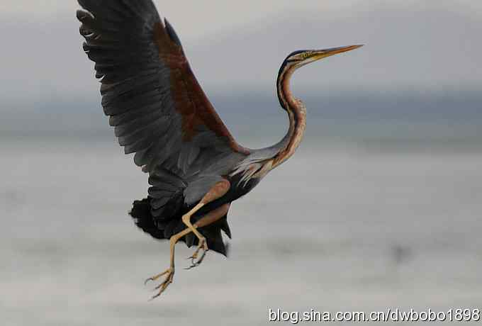 乌梁素海之草鹭鈥斺斈诿晒勰裥校ǘ）