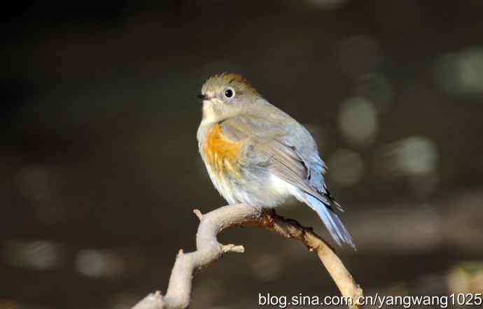 阳光下的红肋蓝尾鸲 wbr wbr1